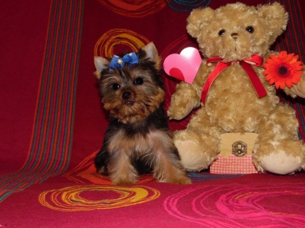 Yorkshire Terrier, Yorki