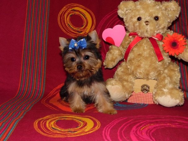 Yorkshire Terrier, Yorki