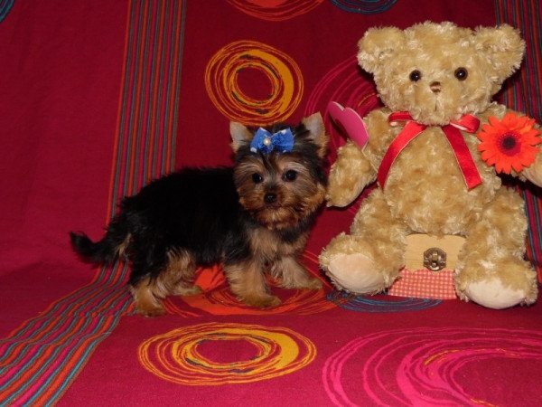 Yorkshire Terrier, Yorki