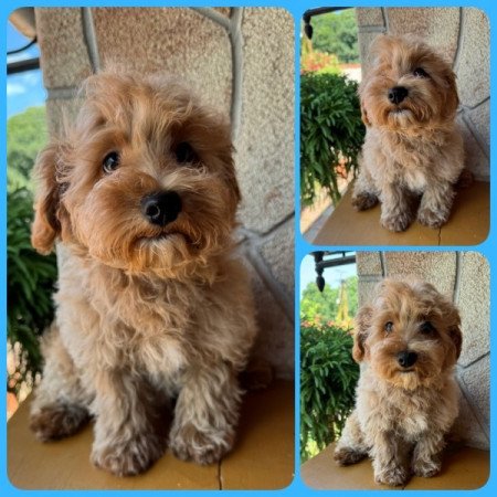 Maltipoo (máltai&t.uszkár)