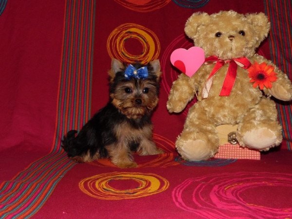 Yorkshire Terrier, Yorki