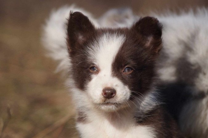 Border Collie