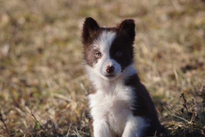 Border Collie