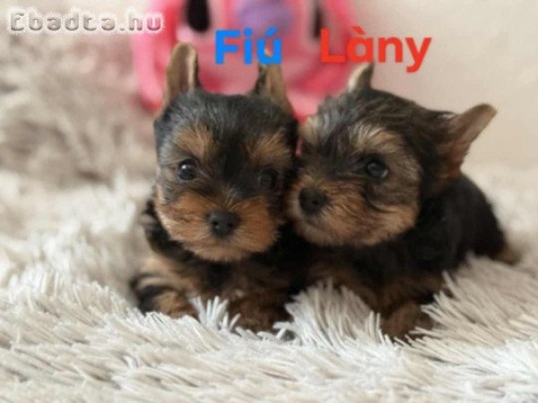 Eladó Yorkshire terrier  szukák és  kan