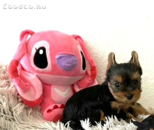 Eladó Yorkshire terrier  szukák és  kan