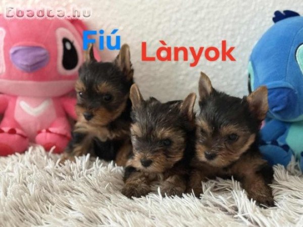Eladó Yorkshire terrier  szukák és  kan