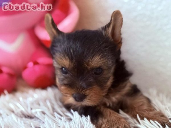 Eladó Yorkshire terrier  szukák és  kan