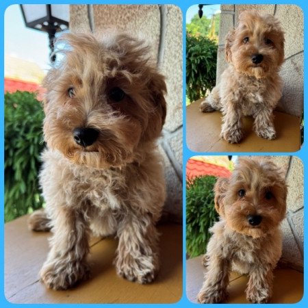 Maltipoo (máltai&t.uszkár)