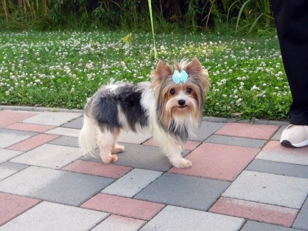 Biewer Yorkshire Terrier Yorki