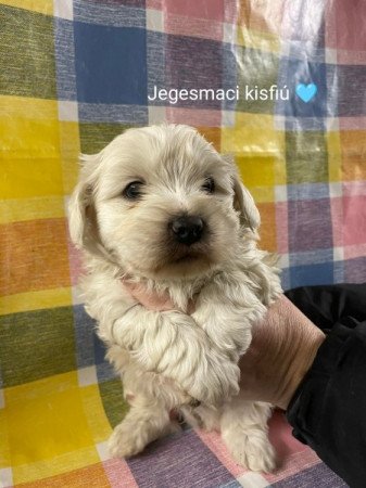 Bichon Havanese