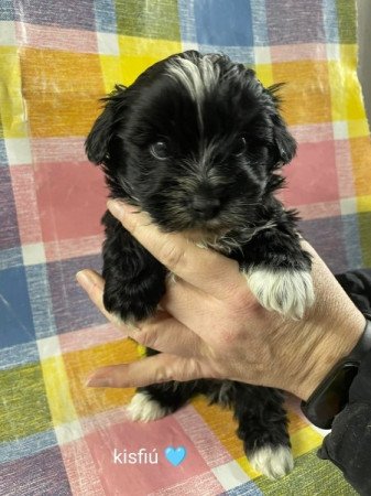 Bichon Havanese