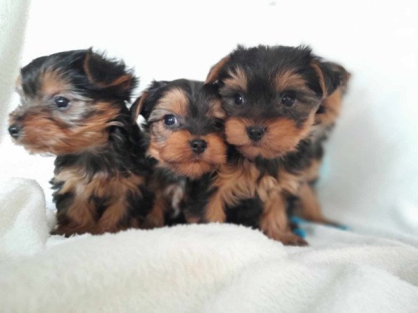 Yorkshire terrier