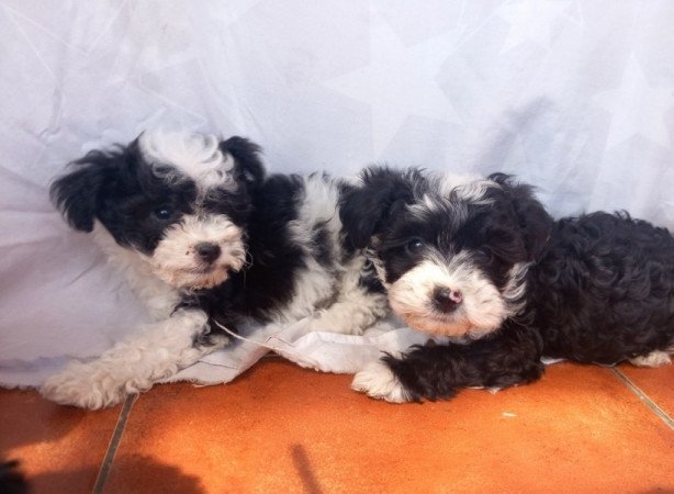Bichon Havanese