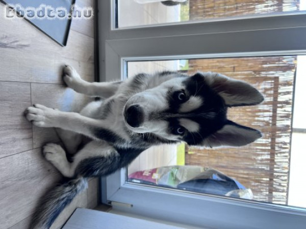 Gyönyörű husky kölyökkutyus