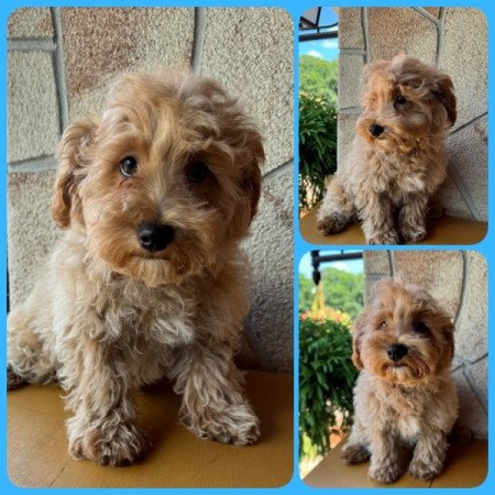 Maltipoo (máltai&t.uszkár)