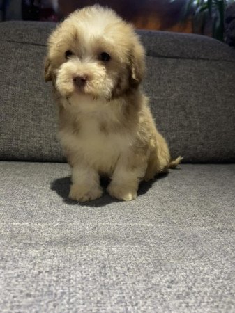 Bichon Havanese