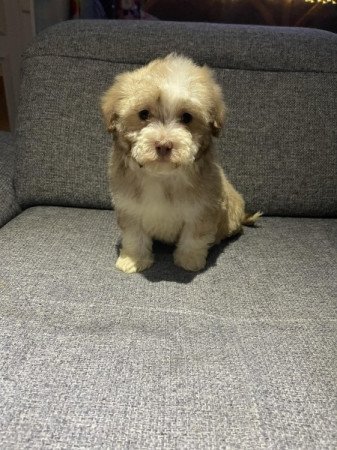 Bichon Havanese