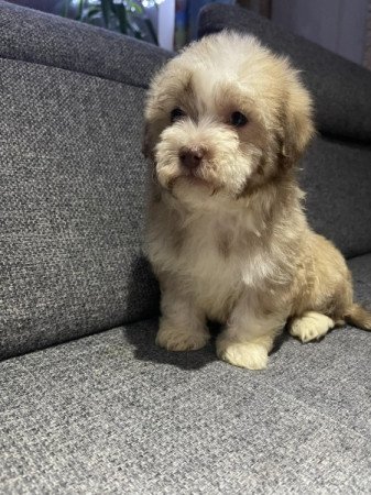 Bichon Havanese