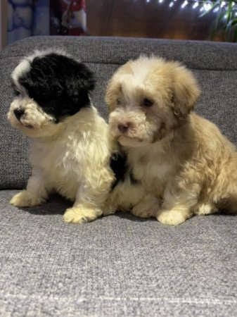 Bichon Havanese