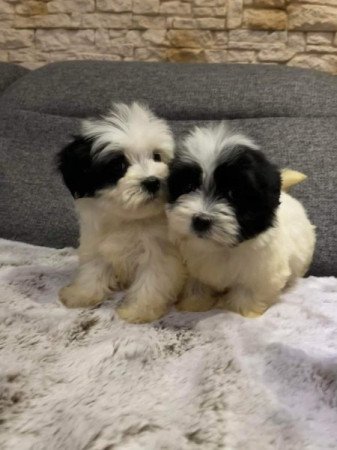 Bichon Havanese