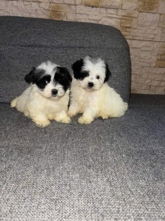 Bichon Havanese