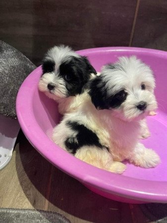 Bichon Havanese