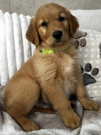 Golden Retriever