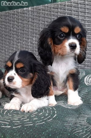 Cavalier King Charles Spániel eladó