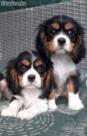 Cavalier King Charles Spániel eladó
