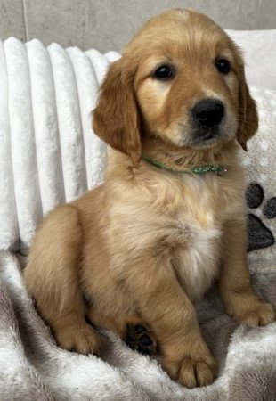 Golden Retriever