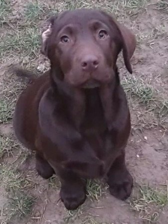 Labrador retriever