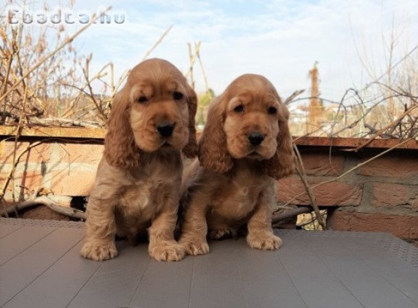 eladó angol cocker spániel
