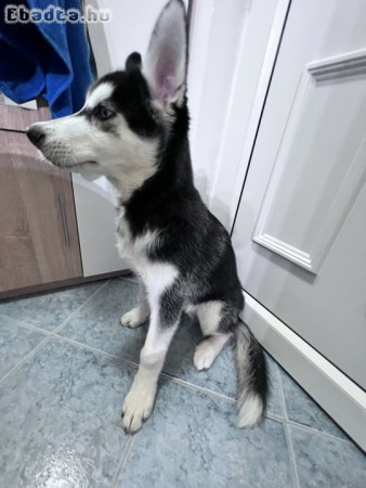 Gyönyörű husky kölyökkutyus