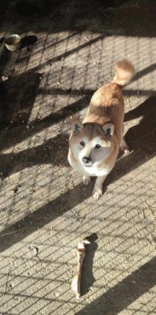 Shiba inu