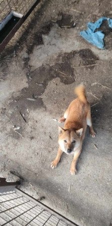 Shiba inu