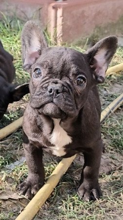 Francia bulldog