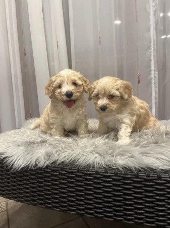 Maltipoo