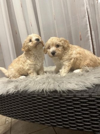 Maltipoo