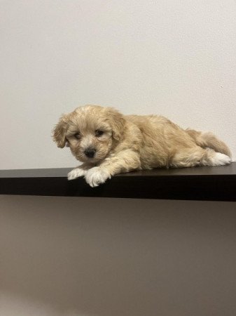 Maltipoo