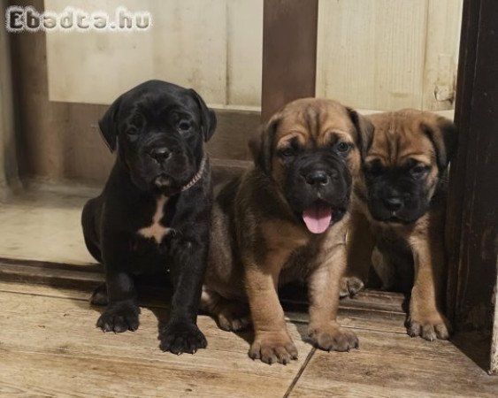 Cane Corso kölykök