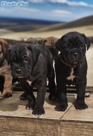 Cane Corso kölykök