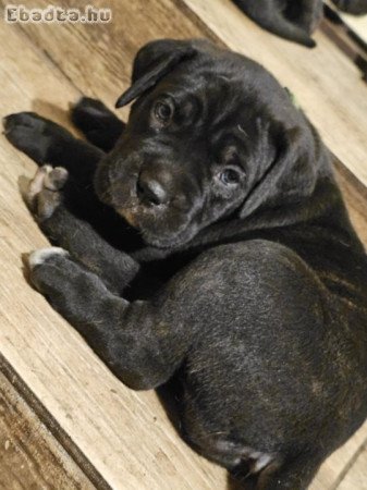 Cane Corso kölykök