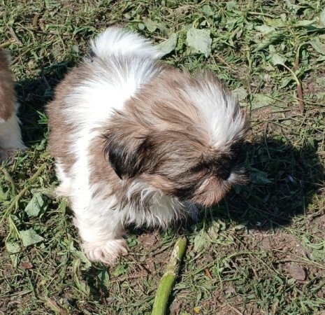 Shih-tzu