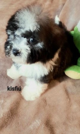 Bichon havanese