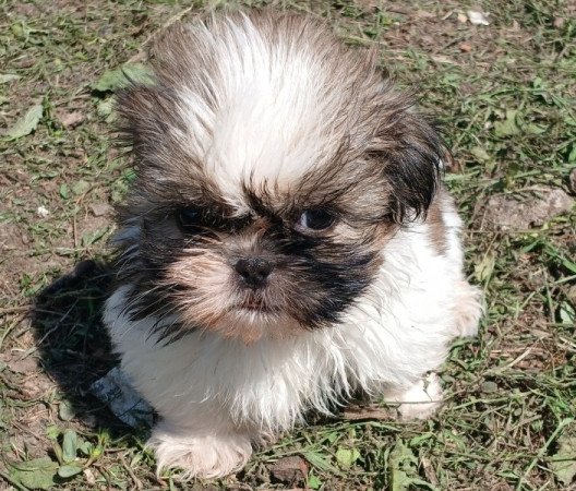 Shih-tzu