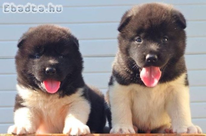 Amerikai akita, kiváló