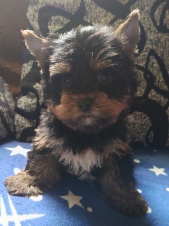 Yorkshire terrier