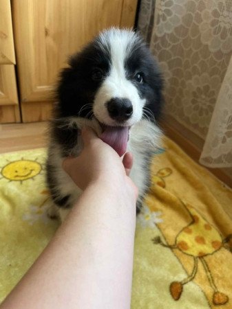 Border Collie