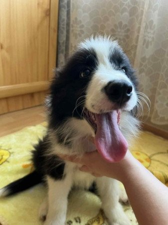 Border Collie
