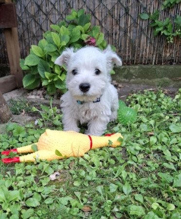 West Highland White Terrier